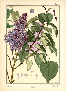 The Lilac